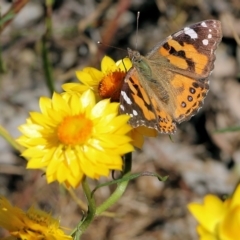 Vanessa kershawi (Australian Painted Lady) at Wodonga - 29 Oct 2021 by KylieWaldon