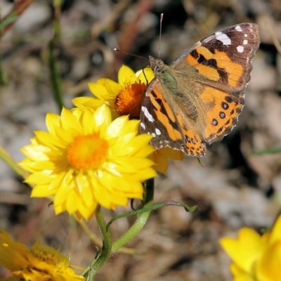 Vanessa kershawi (Australian Painted Lady) at Jack Perry Reserve - 29 Oct 2021 by KylieWaldon