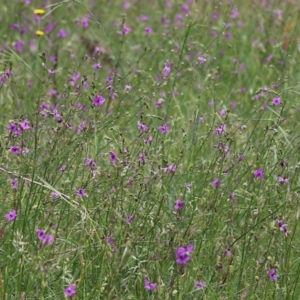 Arthropodium strictum at Wodonga, VIC - 29 Oct 2021