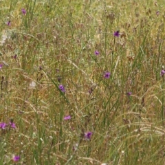 Arthropodium strictum at Wodonga, VIC - 29 Oct 2021 01:21 PM