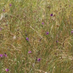 Arthropodium strictum at Wodonga, VIC - 29 Oct 2021