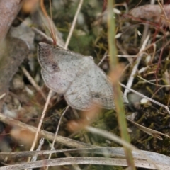 Taxeotis (genus) at Wodonga - 29 Oct 2021 by KylieWaldon