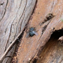 Calliphora vicina (European bluebottle) at Jack Perry Reserve - 29 Oct 2021 by KylieWaldon