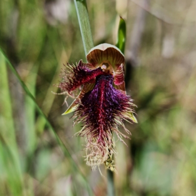 Calochilus platychilus (Purple Beard Orchid) at Block 402 - 29 Oct 2021 by RobG1