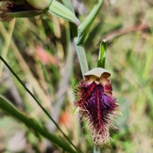 Calochilus platychilus at Denman Prospect, ACT - suppressed