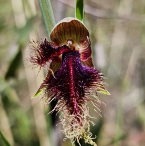 Calochilus platychilus at Denman Prospect, ACT - suppressed