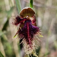 Calochilus platychilus at Stromlo, ACT - 29 Oct 2021