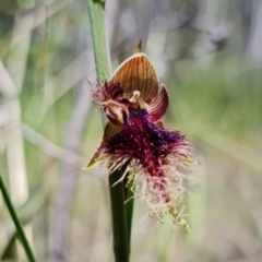 Calochilus platychilus at Denman Prospect, ACT - suppressed