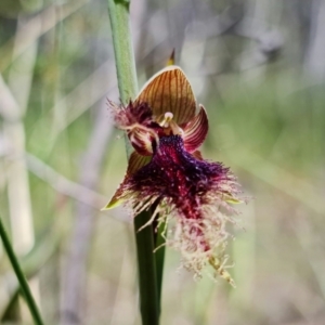 Calochilus platychilus at Denman Prospect, ACT - suppressed