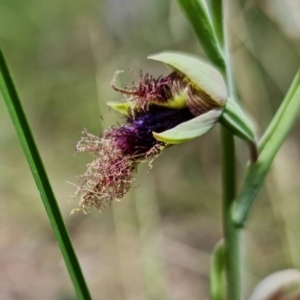 Calochilus platychilus at Denman Prospect, ACT - suppressed