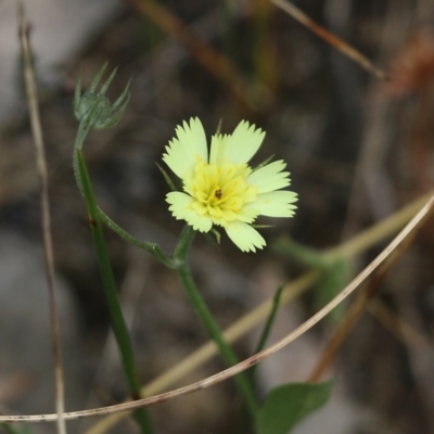 Tolpis barbata (Yellow Hawkweed) at Jack Perry Reserve - 29 Oct 2021 by KylieWaldon