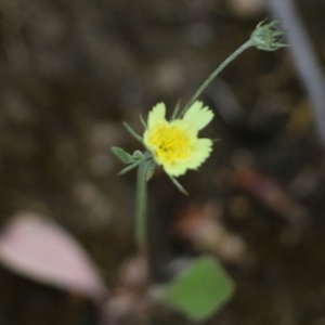 Tolpis barbata at Wodonga, VIC - 29 Oct 2021