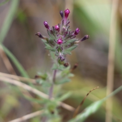 Parentucellia latifolia (Red Bartsia) at Wodonga - 29 Oct 2021 by KylieWaldon