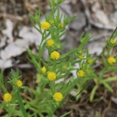 Triptilodiscus pygmaeus (Annual Daisy) at Wodonga - 29 Oct 2021 by KylieWaldon