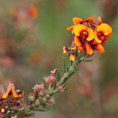 Unidentified Pea at Wodonga, VIC - 29 Oct 2021 by KylieWaldon