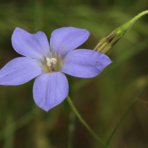 Wahlenbergia stricta subsp. stricta at Wodonga, VIC - 29 Oct 2021 01:50 PM