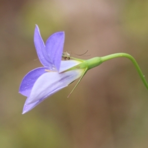 Wahlenbergia stricta subsp. stricta at Wodonga, VIC - 29 Oct 2021 01:50 PM