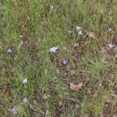 Wahlenbergia stricta subsp. stricta at Wodonga, VIC - 29 Oct 2021 01:50 PM