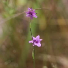 Arthropodium minus (Small Vanilla Lily) at Wodonga - 29 Oct 2021 by KylieWaldon