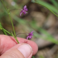 Arthropodium minus at Wodonga, VIC - 29 Oct 2021