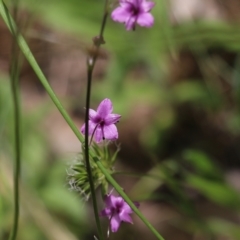 Arthropodium minus at Wodonga, VIC - 29 Oct 2021