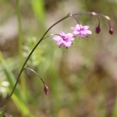 Arthropodium minus at Wodonga, VIC - 29 Oct 2021 01:30 PM