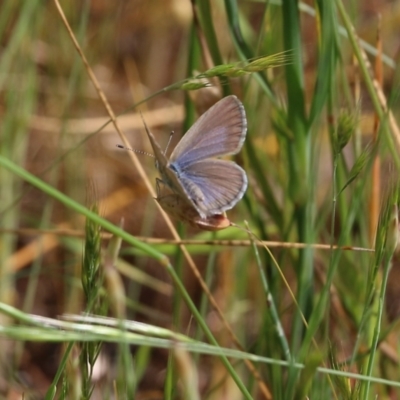 Zizina otis (Common Grass-Blue) at Wodonga - 29 Oct 2021 by KylieWaldon