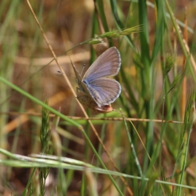 Zizina otis (Common Grass-Blue) at Wodonga, VIC - 29 Oct 2021 by KylieWaldon