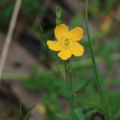 Hypericum gramineum (Small St Johns Wort) at Jack Perry Reserve - 29 Oct 2021 by KylieWaldon