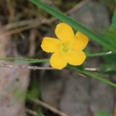 Hypericum gramineum at Wodonga, VIC - 29 Oct 2021