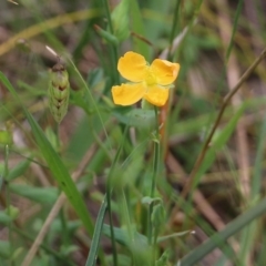 Hypericum gramineum at Wodonga, VIC - 29 Oct 2021