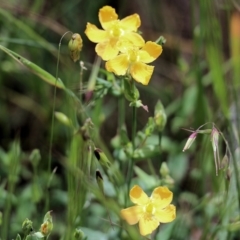 Hypericum gramineum at Wodonga, VIC - 29 Oct 2021