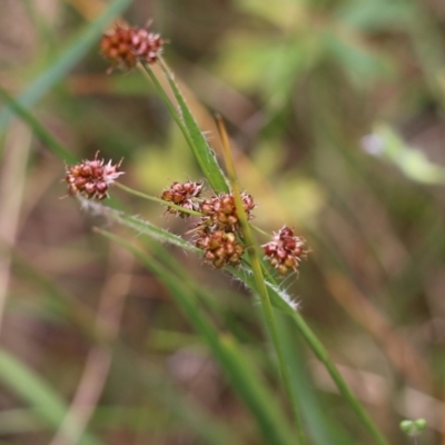 Luzula meridionalis (Common Woodrush) at Jack Perry Reserve - 29 Oct 2021 by KylieWaldon