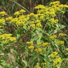 Euphorbia oblongata (Egg-leaf Spurge) at Jack Perry Reserve - 29 Oct 2021 by KylieWaldon