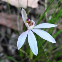 Caladenia carnea (Pink fingers) at Paddys River, ACT - 29 Oct 2021 by JohnBundock