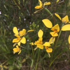 Diuris sp. (hybrid) (Hybrid Donkey Orchid) at Black Mountain - 29 Oct 2021 by dgb900