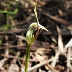 Pterostylis pedunculata (Maroonhood) at Paddys River, ACT - 29 Oct 2021 by JohnBundock