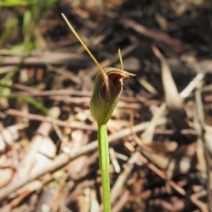 Pterostylis pedunculata at Paddys River, ACT - 29 Oct 2021