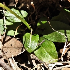 Pterostylis pedunculata at Paddys River, ACT - 29 Oct 2021