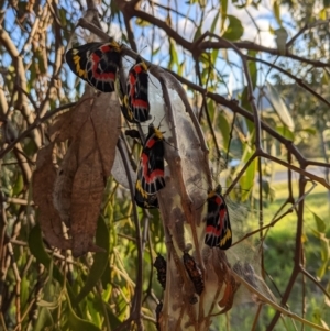 Delias harpalyce at Kambah, ACT - suppressed