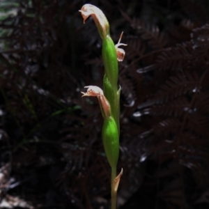 Bunochilus sp. at Paddys River, ACT - suppressed