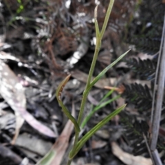 Bunochilus sp. at Paddys River, ACT - 29 Oct 2021