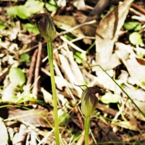 Pterostylis pedunculata at Paddys River, ACT - 29 Oct 2021