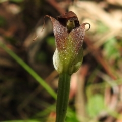 Pterostylis pedunculata at Paddys River, ACT - 29 Oct 2021