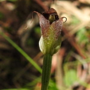 Pterostylis pedunculata at Paddys River, ACT - 29 Oct 2021