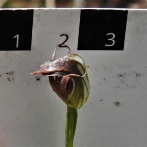 Pterostylis pedunculata at Paddys River, ACT - 29 Oct 2021