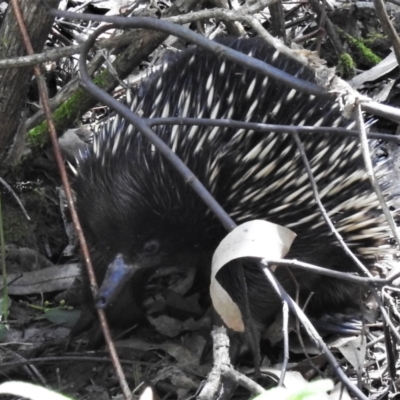 Tachyglossus aculeatus (Short-beaked Echidna) at Tidbinbilla Nature Reserve - 29 Oct 2021 by JohnBundock