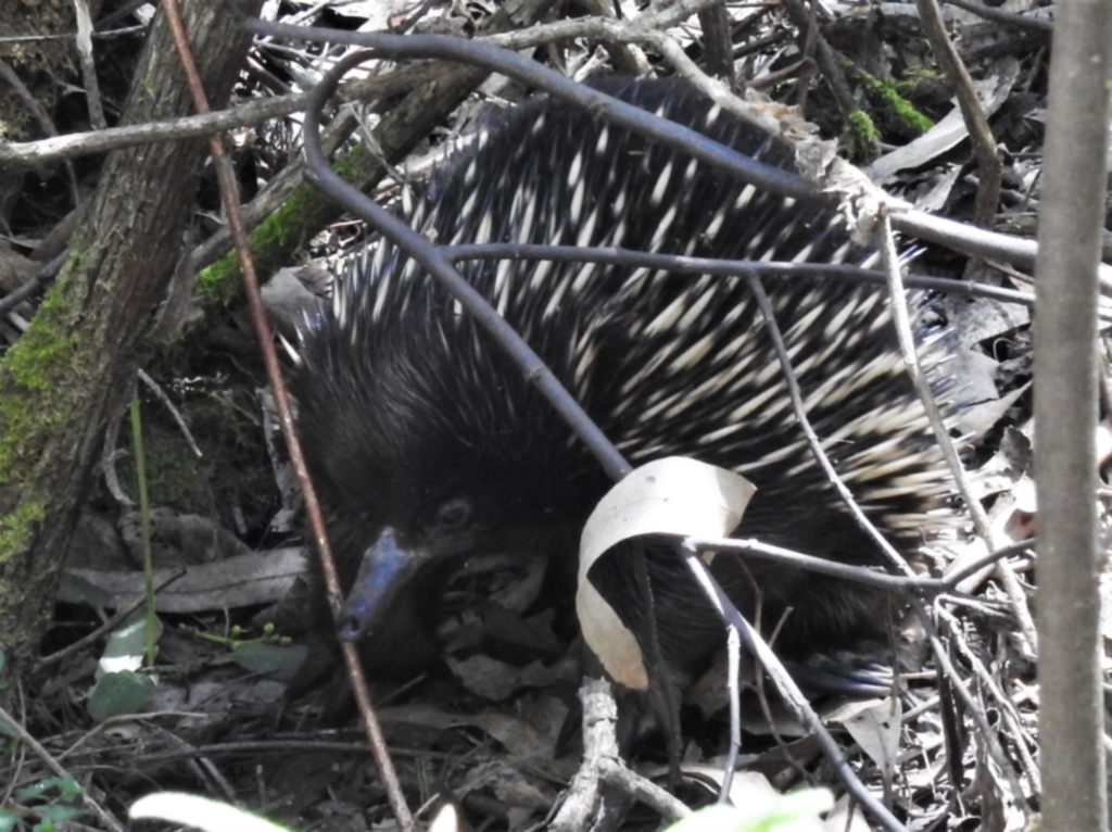 Tachyglossus aculeatus at Paddys River, ACT - 29 Oct 2021