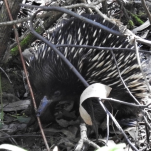 Tachyglossus aculeatus at Paddys River, ACT - 29 Oct 2021