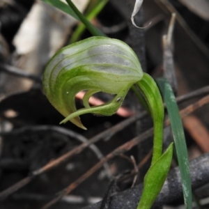 Pterostylis nutans at Paddys River, ACT - 29 Oct 2021